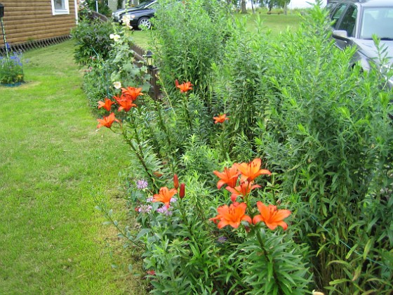 Liljor  
  
2010-08-01 IMG_0079  
Granudden  
Färjestaden  
Öland