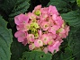 Hortensia