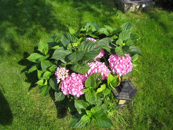 Hortensia  
  
2010-08-14 IMG_0002  
Granudden  
Färjestaden  
Öland