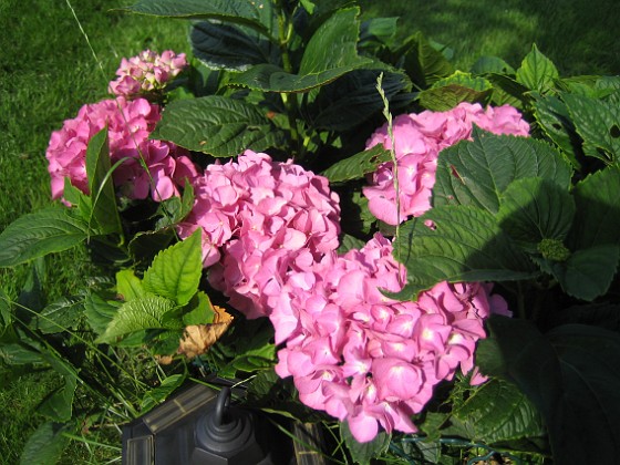 Hortensia 
