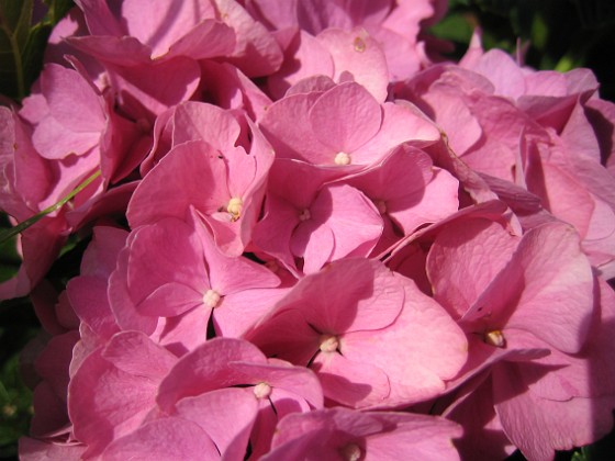 Hortensia 
