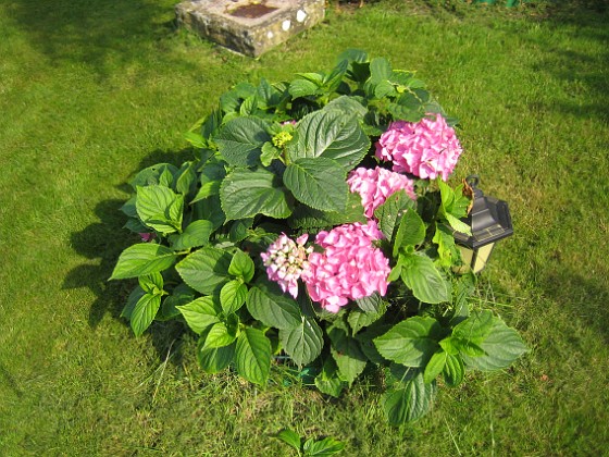 Hortensia  
  
2010-08-14 IMG_0047  
Granudden  
Färjestaden  
Öland