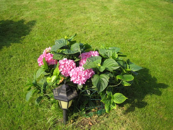 Hortensia  
  
2010-08-14 IMG_0048  
Granudden  
Färjestaden  
Öland