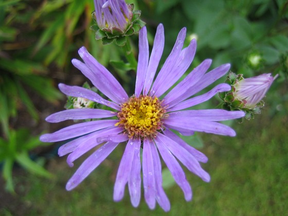 Aster 
