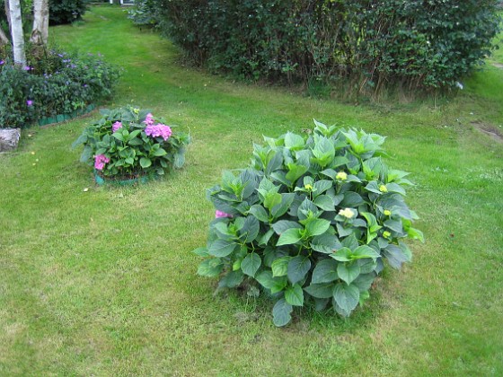 Hortensia  
  
2010-08-22 IMG_0013  
Granudden  
Färjestaden  
Öland