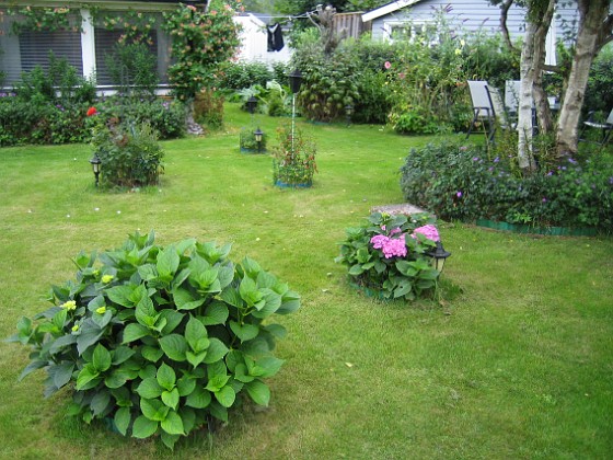 Hortensia  
  
2010-08-22 IMG_0014  
Granudden  
Färjestaden  
Öland