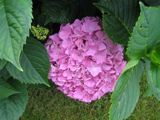 Hortensia {  } 