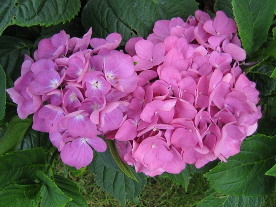 Hortensia {  } 