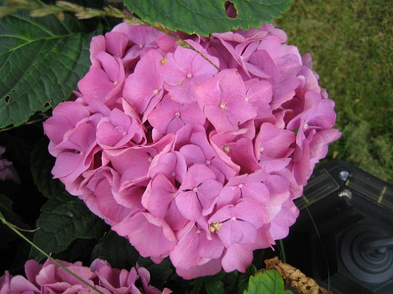 Hortensia 
