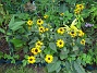 Rudbeckior