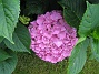 Hortensia