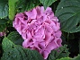 Hortensia