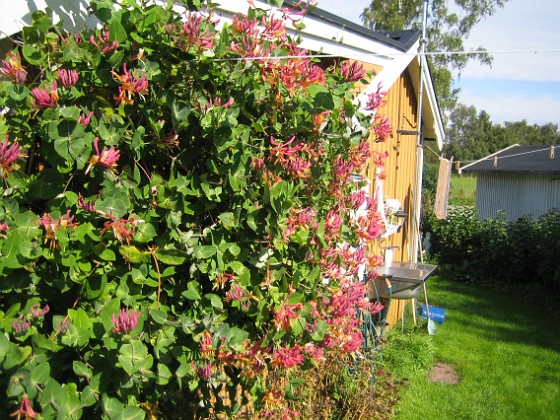 Kaprifol  
  
2010-09-12 IMG_0015  
Granudden  
Färjestaden  
Öland