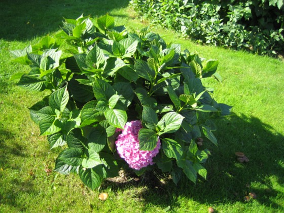 Hortensia  
  
2010-09-12 IMG_0019  
Granudden  
Färjestaden  
Öland