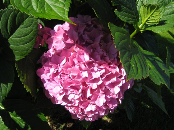 Hortensia