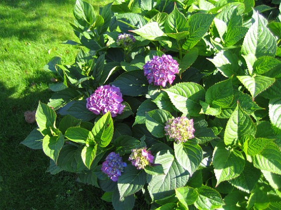 Hortensia 
