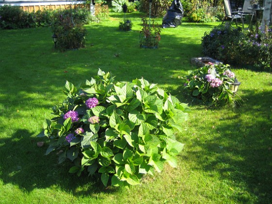 Hortensia  
  
2010-09-12 IMG_0022  
Granudden  
Färjestaden  
Öland