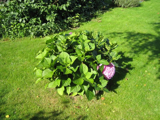 Hortensia  
  
2010-09-12 IMG_0024  
Granudden  
Färjestaden  
Öland