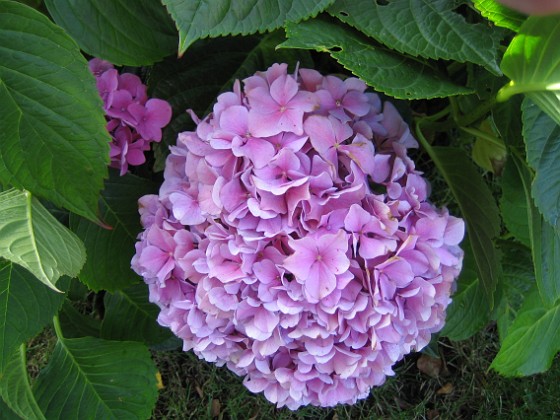 Hortensia {  } 