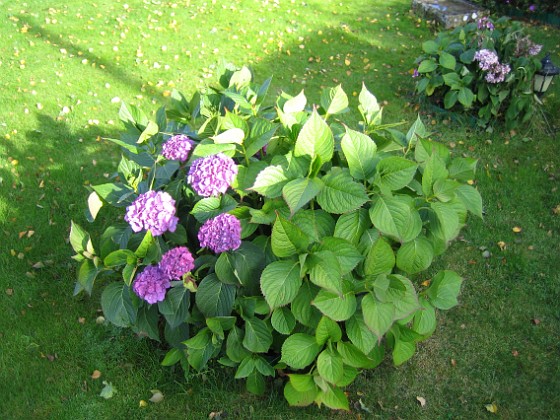 Hortensia  
  
2010-10-03 IMG_0030  
Granudden  
Färjestaden  
Öland