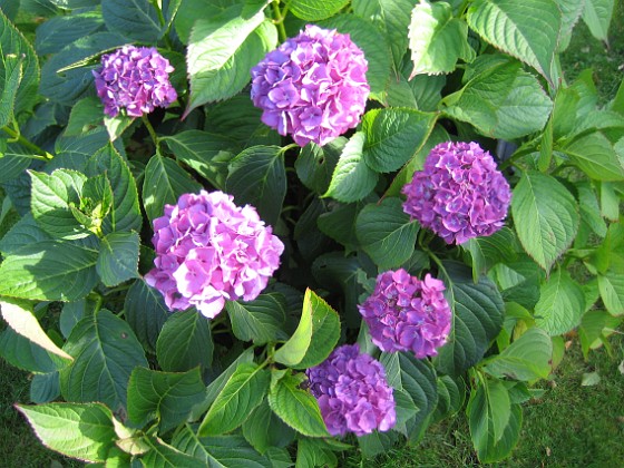 Hortensia 
