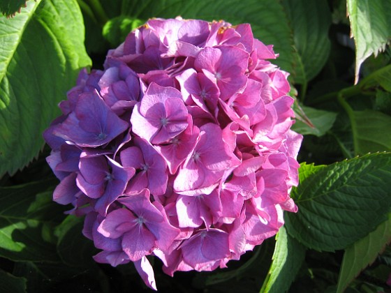 Hortensia {  } 