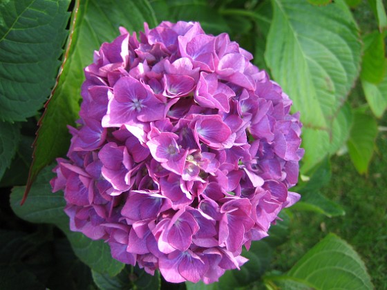 Hortensia 
