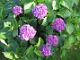 Hortensia