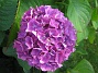 Hortensia