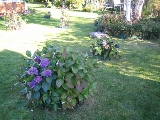 Hortensia  
  
2010-10-16 IMG_0020  
Granudden  
Färjestaden  
Öland