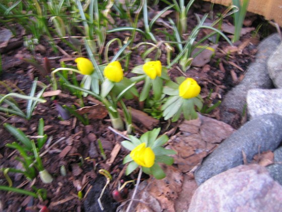 Vintergäck  
  
2011-03-25 019  
Granudden  
Färjestaden  
Öland