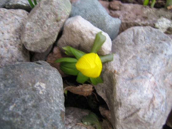 Vintergäck  
  
2011-03-25 022  
Granudden  
Färjestaden  
Öland