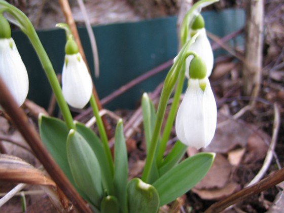 Snödroppar  
  
2011-03-25 025  
Granudden  
Färjestaden  
Öland