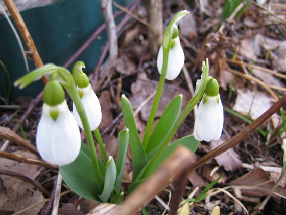 Snödroppar  
  
2011-03-25 026  
Granudden  
Färjestaden  
Öland