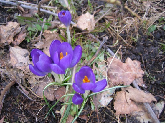 Krokus  
  
2011-04-02 001  
Granudden  
Färjestaden  
Öland