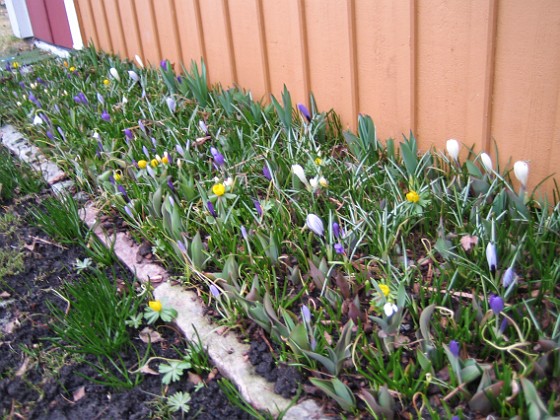 Krokus  
  
2011-04-02 012  
Granudden  
Färjestaden  
Öland