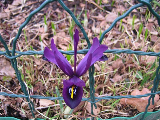 Iris  
  
2011-04-02 019  
Granudden  
Färjestaden  
Öland