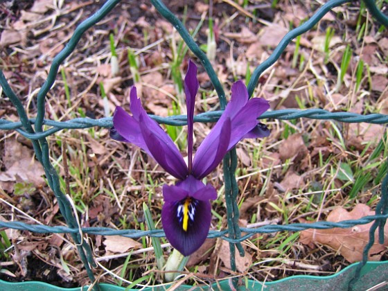 Iris  
  
2011-04-02 020  
Granudden  
Färjestaden  
Öland