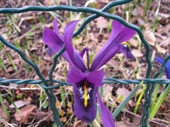 Iris  
  
2011-04-02 024  
Granudden  
Färjestaden  
Öland