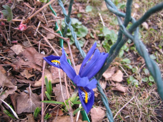 Iris  
  
2011-04-02 026  
Granudden  
Färjestaden  
Öland