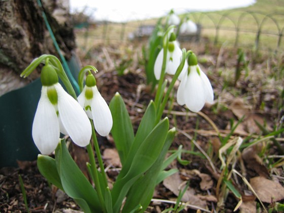 Snödroppar  
  
2011-04-02 027  
Granudden  
Färjestaden  
Öland