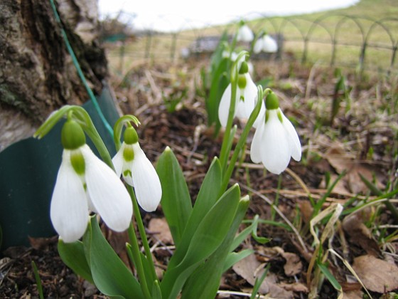 Snödroppar  
  
2011-04-02 028  
Granudden  
Färjestaden  
Öland