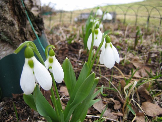 Snödroppar  
  
2011-04-02 029  
Granudden  
Färjestaden  
Öland