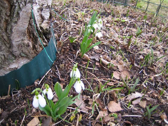 Snödroppar  
  
2011-04-02 030  
Granudden  
Färjestaden  
Öland