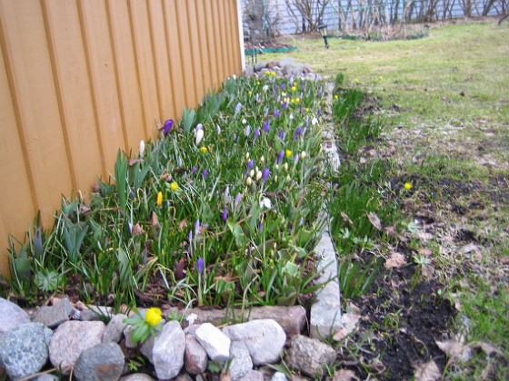 Krokus  
  
2011-04-02 048  
Granudden  
Färjestaden  
Öland