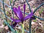 Iris  
  
2011-04-02 021