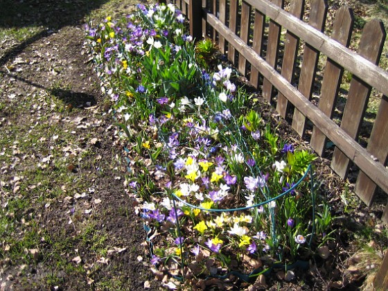 Krokus  
  
2011-04-09 003  
Granudden  
Färjestaden  
Öland