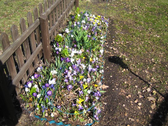 Krokus  
  
2011-04-09 005  
Granudden  
Färjestaden  
Öland