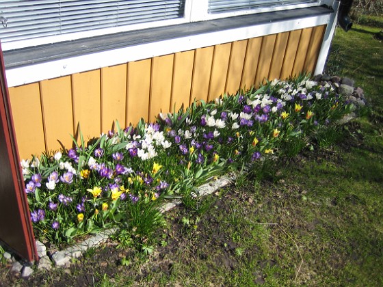 Krokus  
  
2011-04-09 007  
Granudden  
Färjestaden  
Öland