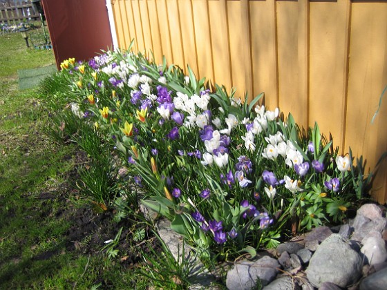 Krokus  
  
2011-04-09 008  
Granudden  
Färjestaden  
Öland